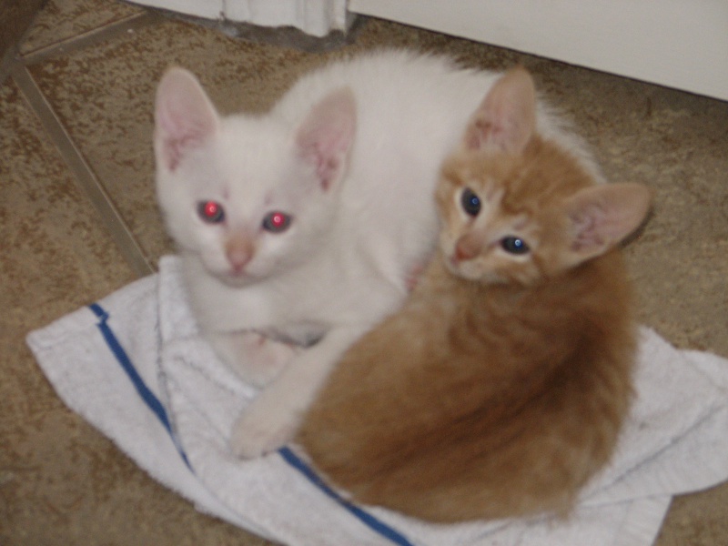 2009/09(September)/New_Kittens/800x600_20100206 442.JPG